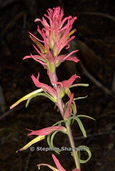 castilleja linariifolia 1 graphic